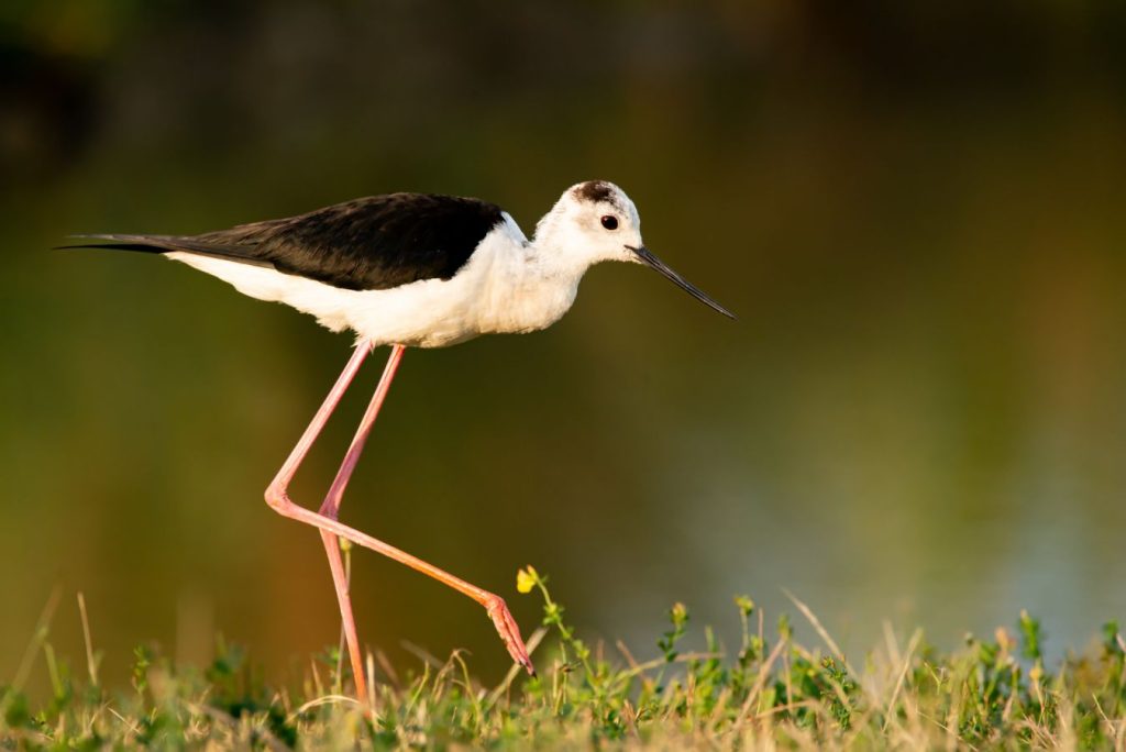 En promenade - J-R HUC