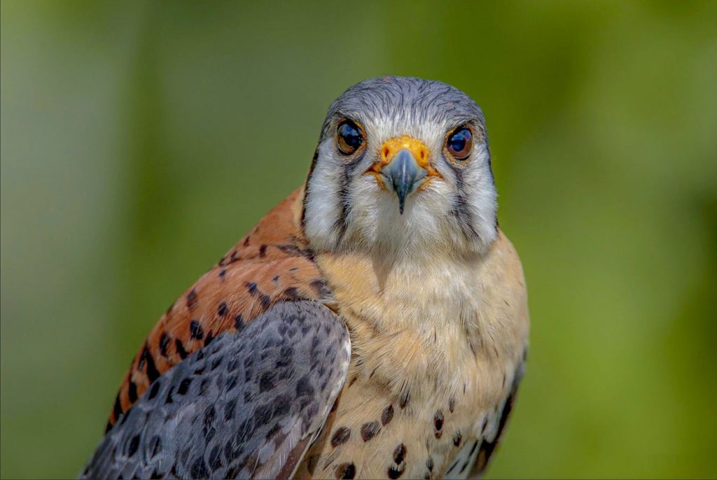 Faucon crécerelle -P.Choteau