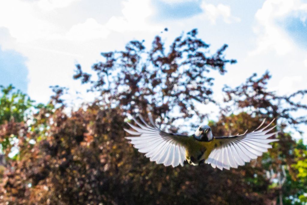 L'arrivée - O.RAMON