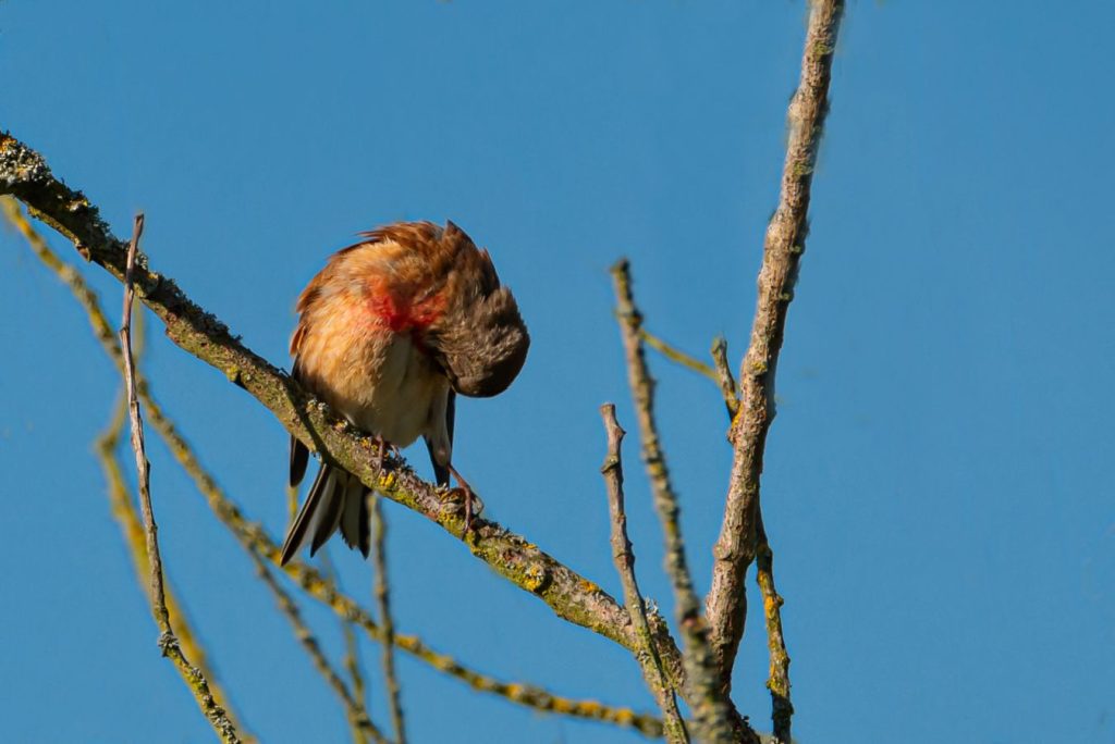 Linotte mélodieuse - J-R HUC
