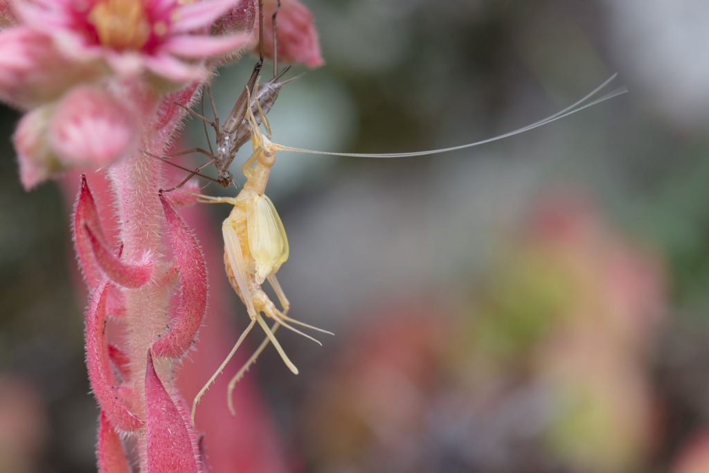 Mue d'une sauterelle -  D.LAPEYRONNIE