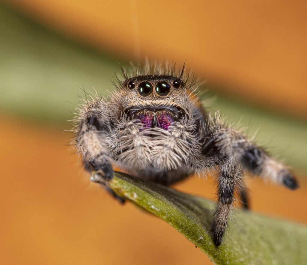 Regius Phidippus - P.CHOTEAU