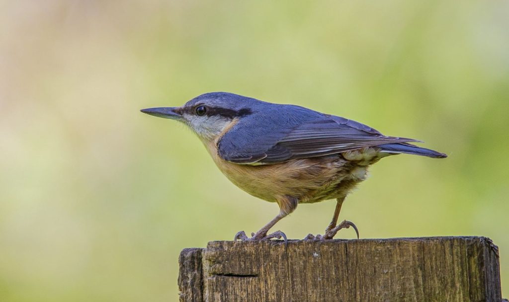 Sistelle torchepot -P.CHOTEAU