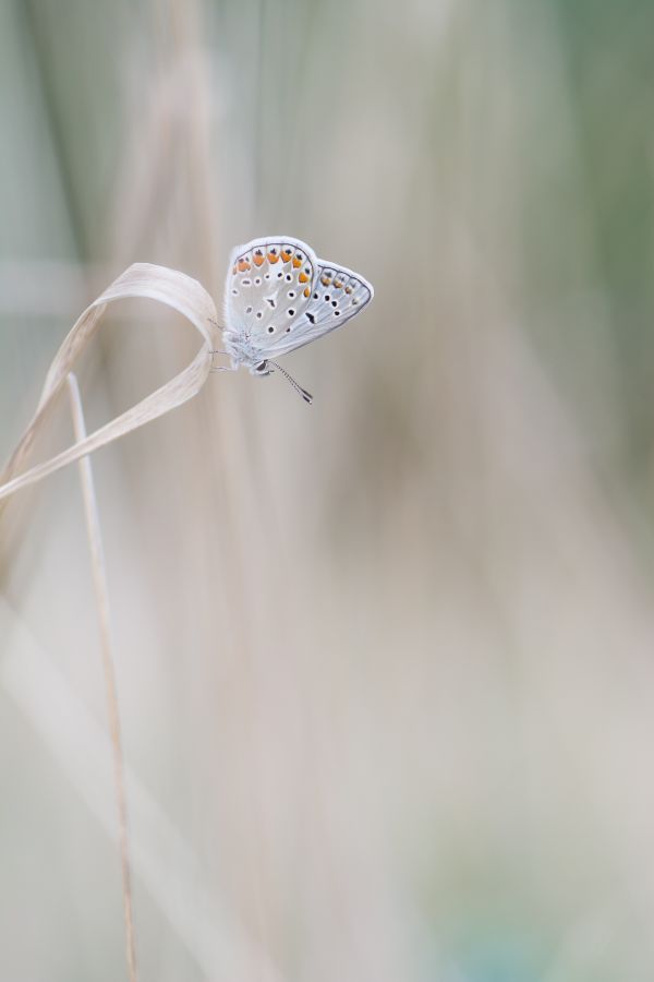 Azuré -  D.LAPEYRONNIE