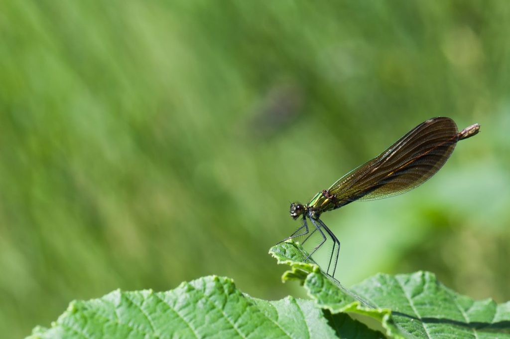 Caloptéryx -  D.LAPEYRONNIE