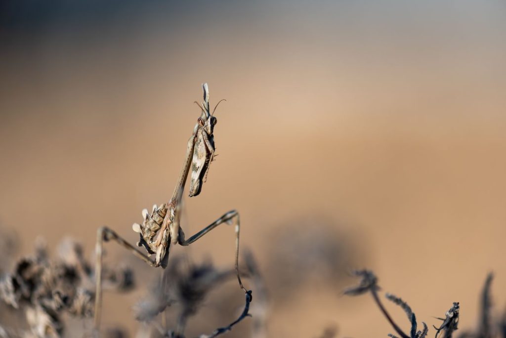 Diablotin - D.LAPEYRONNIE