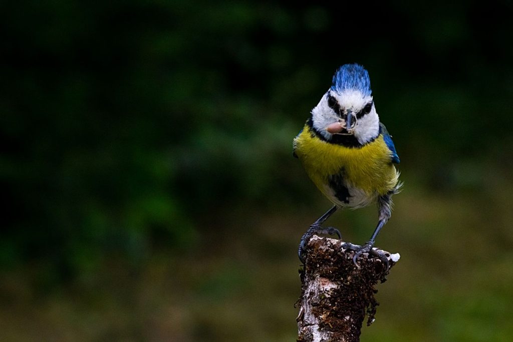 Face à face-O.RAMON