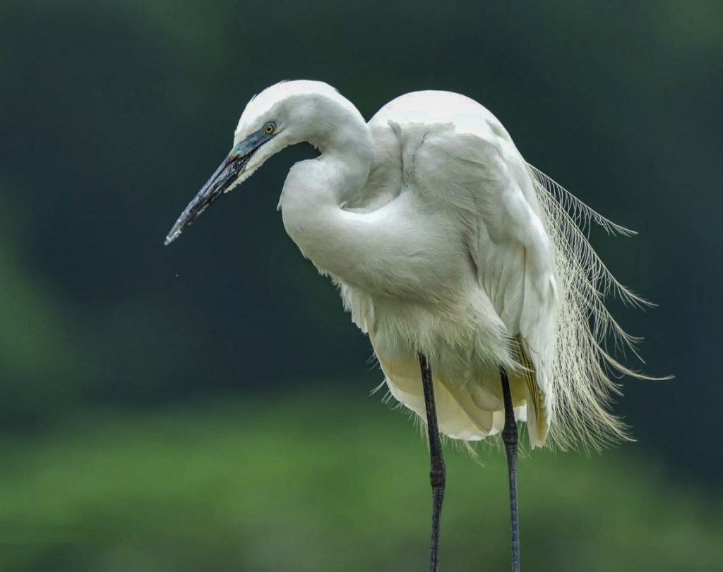 Grande aigrette -P.Choteau