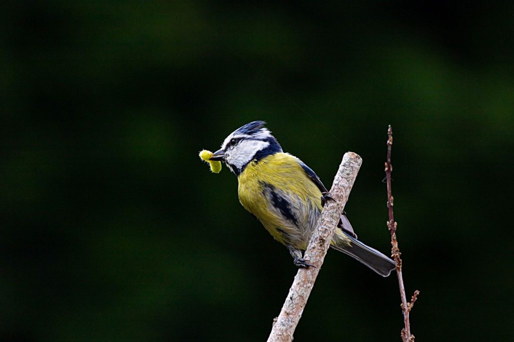 La livraison -O.RAMON