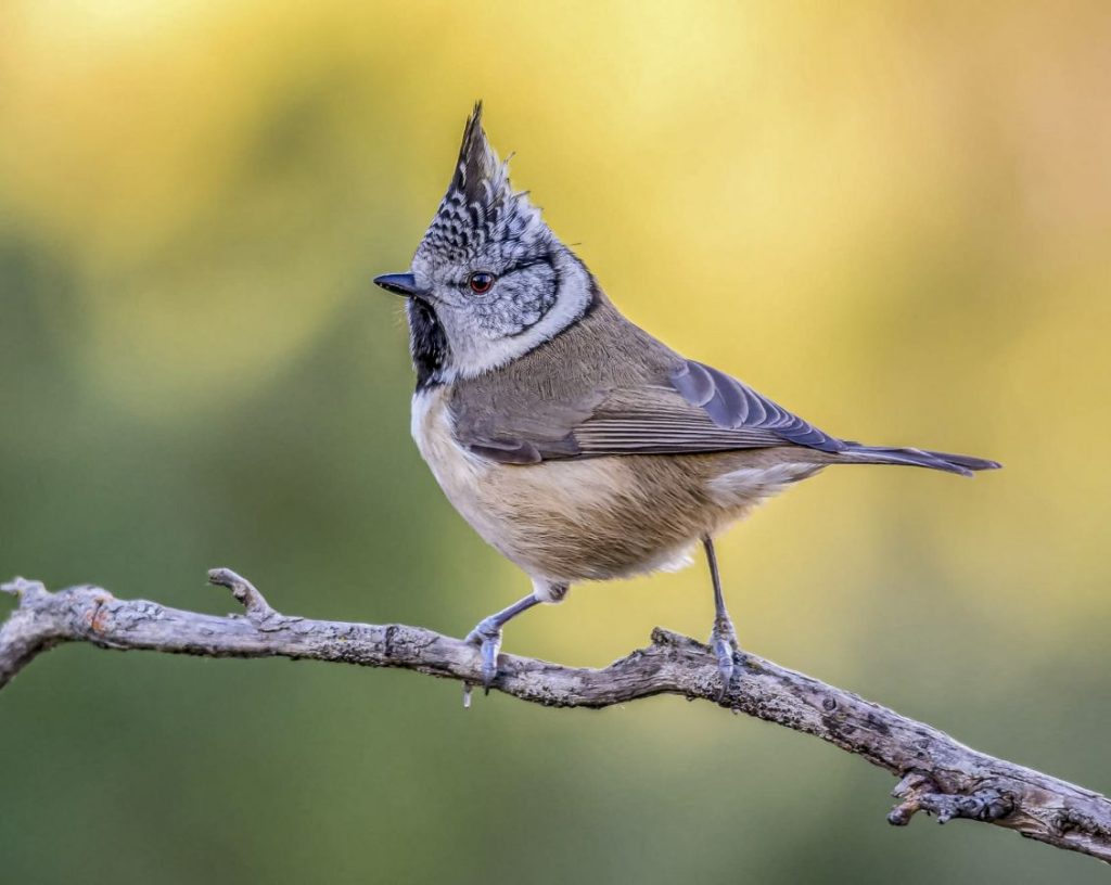 Mésange huppée - P.CHOTEAU