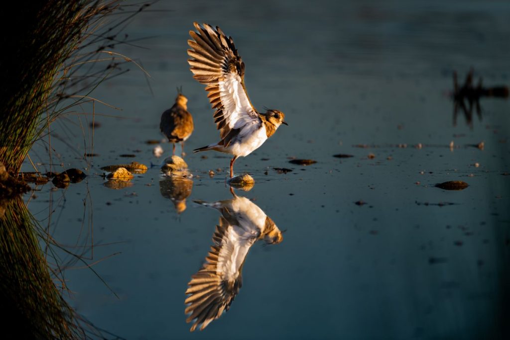 Moment de détente -J-R HUC