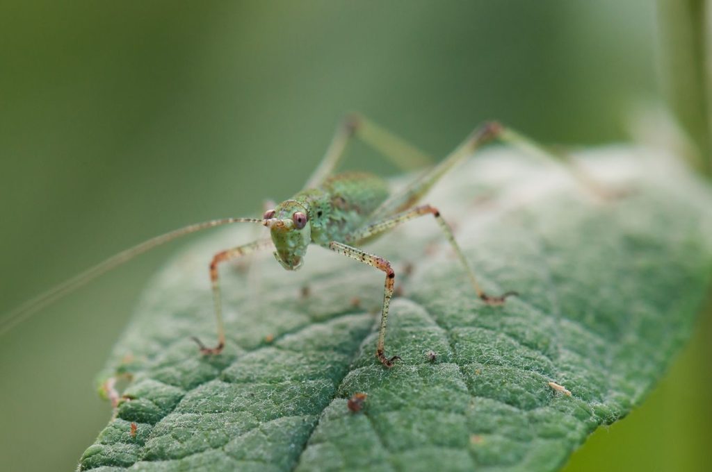 Prête à bondir -  D.LAPEYRONNIE