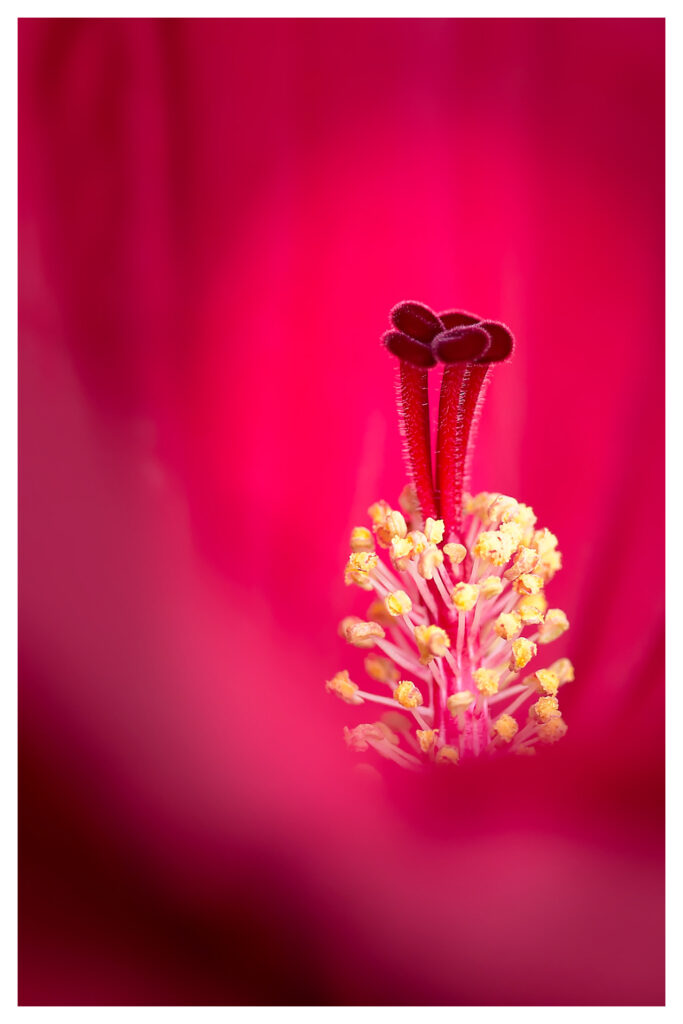 Main title gallery 39